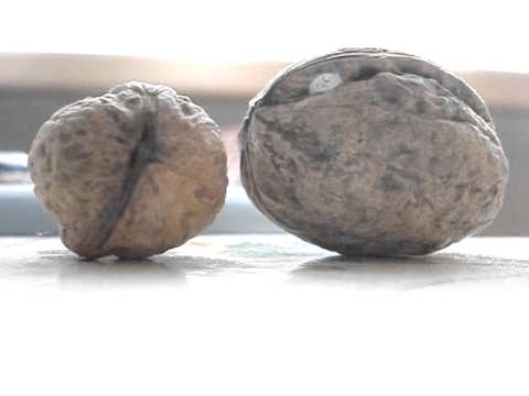 Wabi Ryvola-Hobo a pes