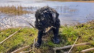 This Puppy was THROWN AWAY in the River: What Happens Next Will SHOCK YOU