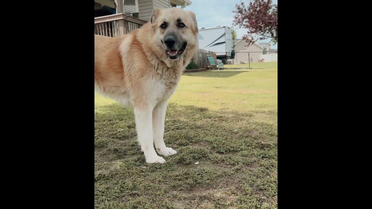 Enlarge Millie, a ADOPTABLE mixed breed in Spartanburg, SC video 1/5