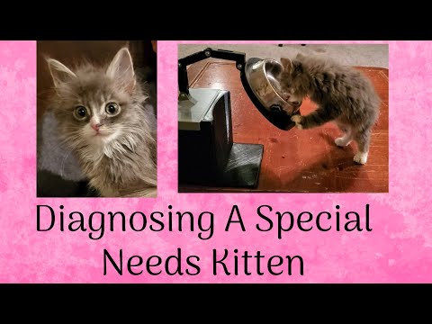 A Sick Kittens Journey To A Diagnosis ~ Megaesophagus ~ Foster Litter #38