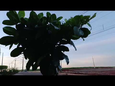 Cambará Paraná 