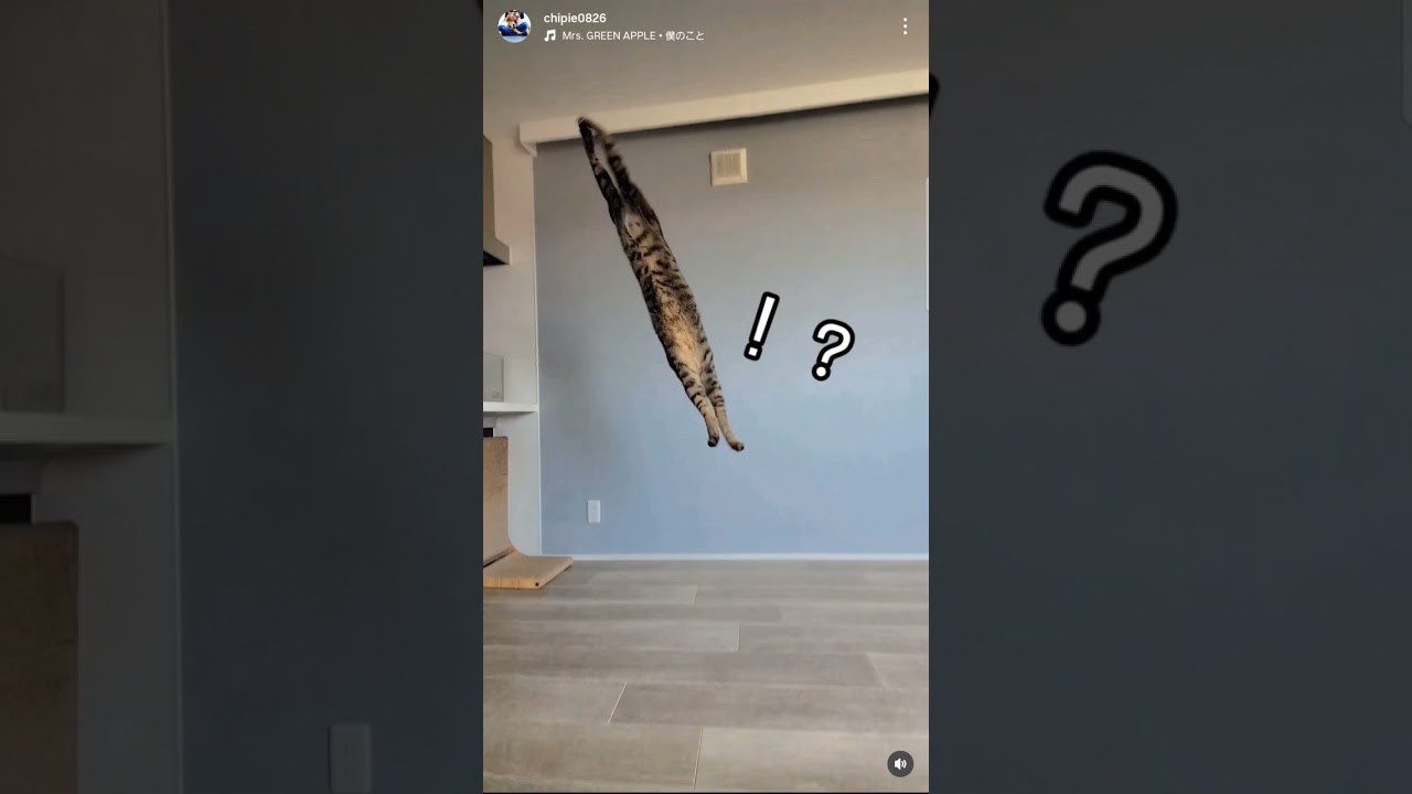 あのとき保護した子猫の今。 #ソマリ #キジトラ #保護猫 #しぴこめ #しぴこめしゃんねる #ねこ #腎不全 #腎臓病 #尿路結石 #ソマリレッド #猫の暮らし