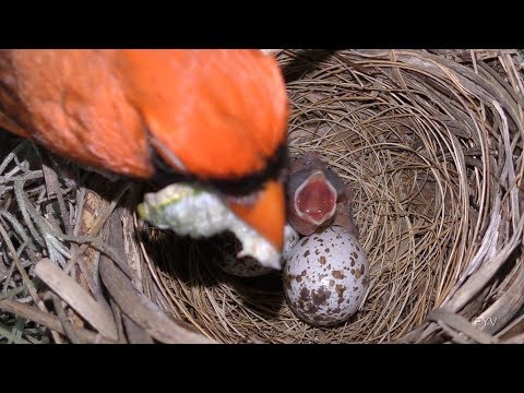 Cardinal Egg Hatching FYV