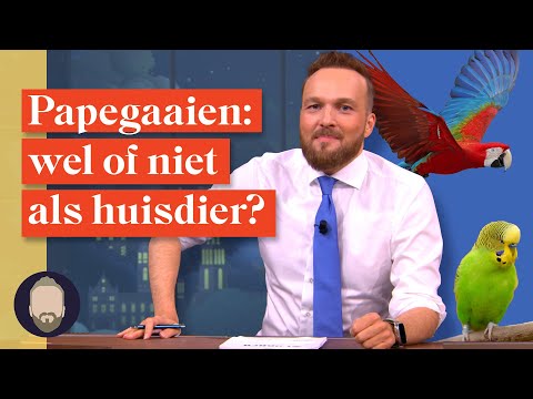 Wat is er mis met papegaaien als huisdier? | LUBACH