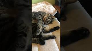 Love tabby cat キジトラ猫のふみふみ🐾