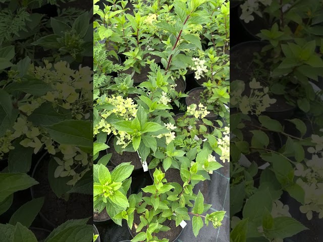 Гортензия метельчатая "Diamantino"