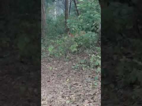 Close Encounter with Tiger in Corbett national park