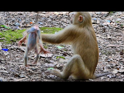 Update ! baby Lucie leaves mom Luna finding foods fulfill herself after drink milk #EpS1004