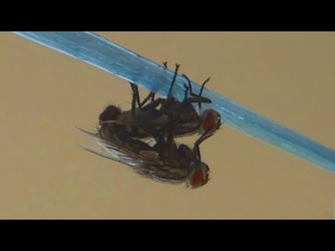 Moucha domácí - The housefly (Musca domestica) - Páření ...