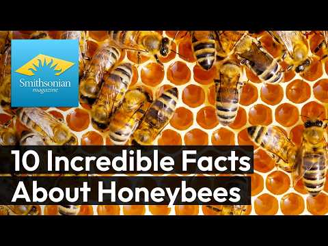 10 Incredible Facts About Honeybees - YouTube