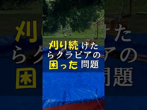 デロスペルマ 長く咲く花