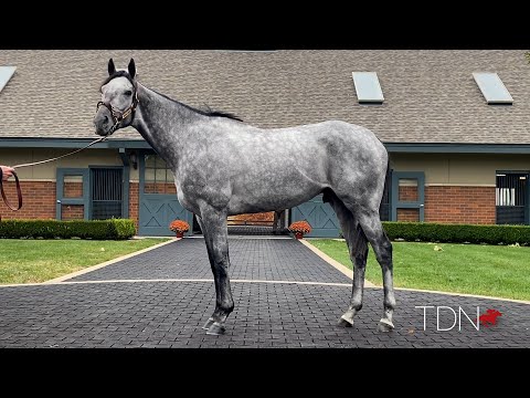 Homebred Champion Essential Quality Takes His Place in Darley Stud Barn