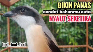 Download lagu toet toet suara cendet gacor PAGI SIANG SORE sangat efektif buat Pancingan cendet diam agr cpt bunyi mp3 Download lagu toet toet suara cendet gacor PAGI SIANG SORE sangat efektif buat Pancingan cendet diam agr cpt bunyi mp3