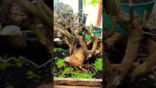 Download lagu Bakalan Bonsai Serut Bonggol Besar mp3 Download lagu Bakalan Bonsai Serut Bonggol Besar mp3