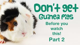 10 More Things You NEED TO KNOW Before GETTING GUINEA PIGS | BEGINNERS GUIDE | Guinea Pig Care