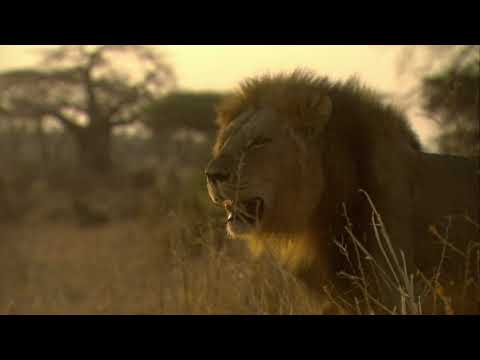 Thumbnail of the video: The Lions Rule - Death in the Glade - Trailer | WIFF 2018 (Official Selection)