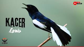 Download lagu 🛑SUARA KACER GACOR JERNIH‼️PANCINGAN AMPUH AGAR SEMUA JENIS KACER CEPAT NAIK BIRAHI & RAJIN BUNYI mp3