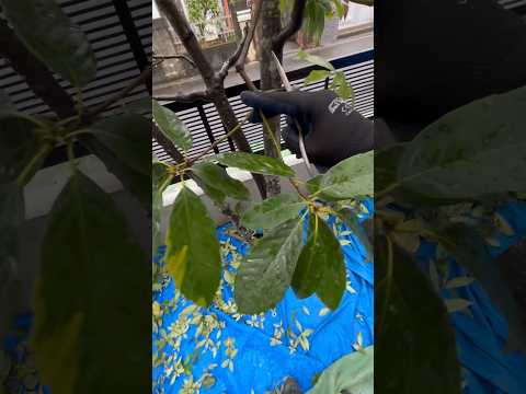 成長が早く、葉を落として視界から隠れない木  庭園