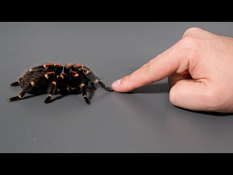 Jaki PAJĄK na pierwszego?