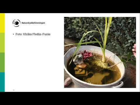 Rikare trädgård: Anlägg en damm