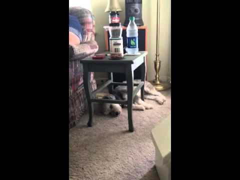 My little booger sleep barking!