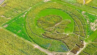 🇬🇧🏴󠁧󠁢󠁥󠁮󠁧󠁿 Hayling Island - Hayling English Rose & Cornflower Maze