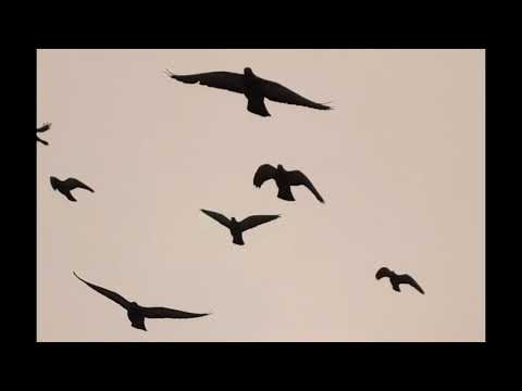 My Camera chasing the Nature#naturelovers#birdspics