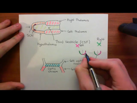 Circadian Rhythms Part 4