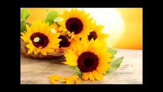 Sunflower (Glen Campbell) Gruftierocker 2015