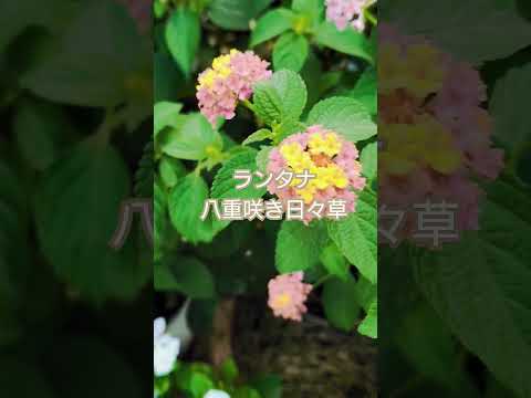 灼熱の太陽に庭の花を交互に植えるにはどうすればよいですか？ 5つの乾燥に強い植物  庭園