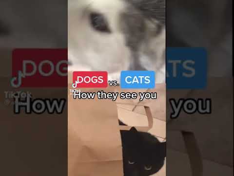 how your dog sees you vs. how your cat sees you 🙄 tiktok #shorts
