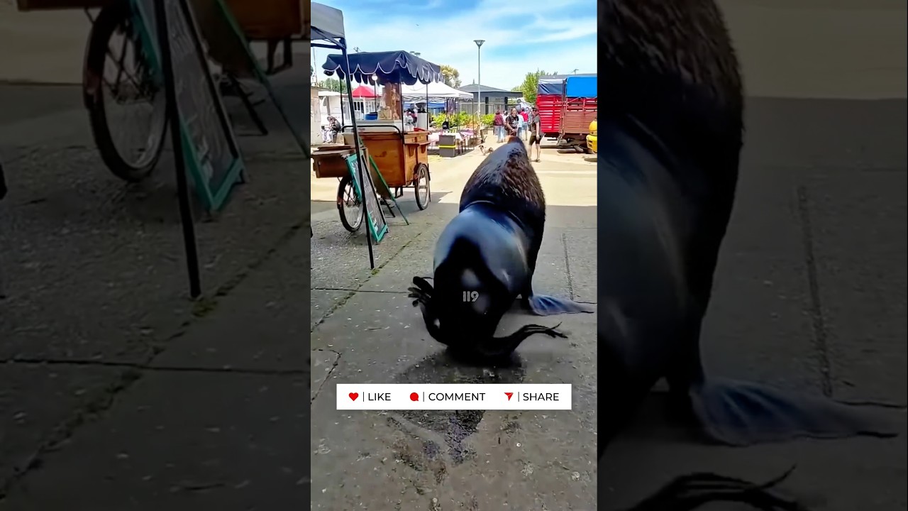 Market Ka Sabse Shareef Gunda! Is Sea Lion Ki Story Dekho!