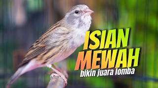 Download lagu ISIAN MEWAH CENGKOK MERDU! MASTERAN KENARI ISIAN BLACKTHROAT GACOR DURASI PANJANG MUDAH MASUK mp3