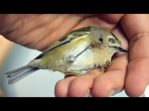 THE BIRD WAS DYING ON OUR BALCONY
