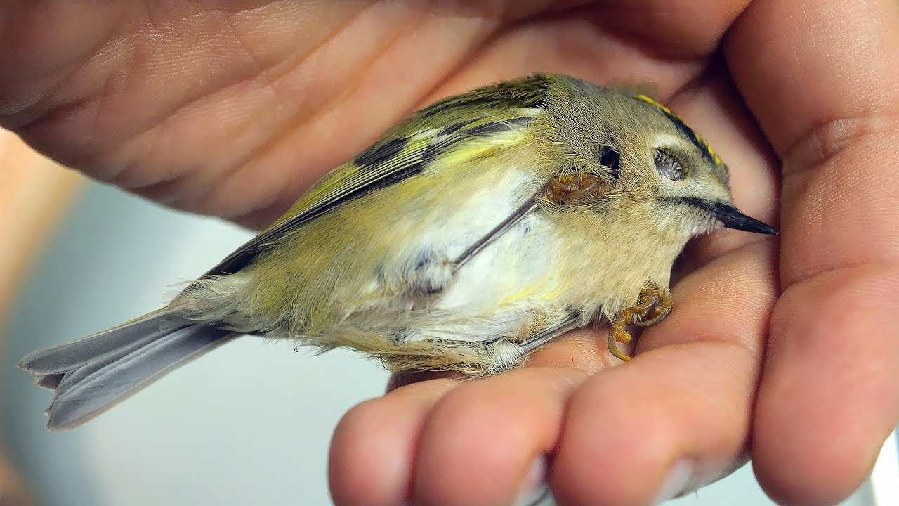 THE BIRD WAS DYING ON OUR BALCONY