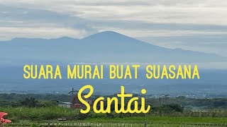 Download lagu Santai Sejenak Menikmati Suara Merdu Burung Murai  #murai #shorts mp3