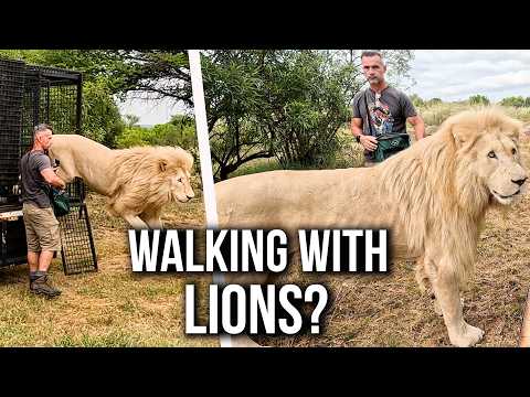 WHITE LIONS Walk with Human | The Lion Whisperer