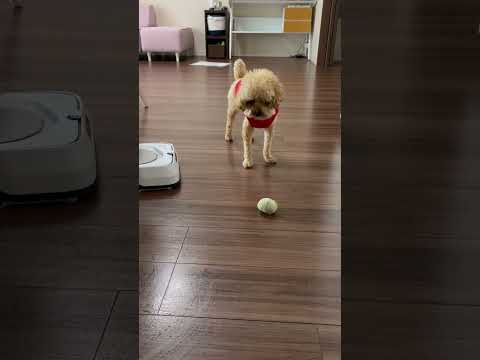 経営学科 トイプードル1歳 #toypoodle  #トイプードル