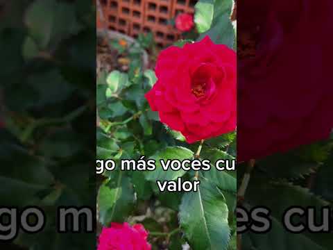 revolucion azul leo rizzi letra