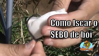 Como iscar o sebo para a pescaria de superfície