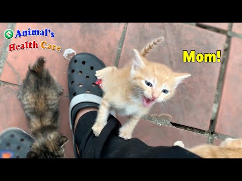 Cutest baby kittens crying loudly and running follow dad – Little kitten think me as their mom