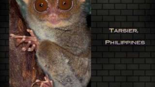 Photography - Art Wolfe 1 - Original Song by Mikey Wax