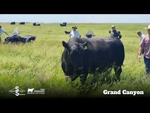 Grand Canyon 2024 - Angus Negro