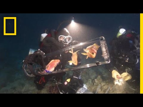 New Invention Keeps Deep-Sea Creatures Alive at Surface | National Geographic