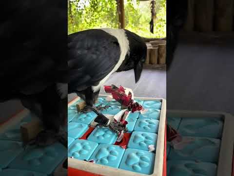 Crows Love Presents