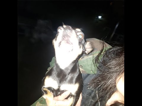 Monello - Low Life (feat. kuzi, 8loody Valentine)