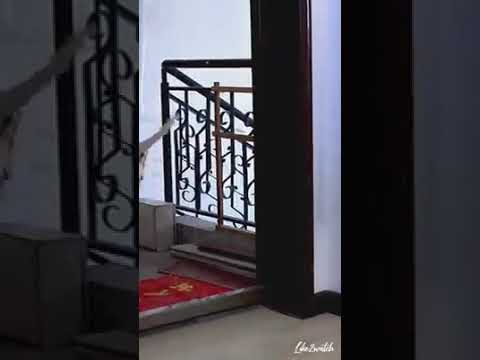 Pets are the best helpers in the family