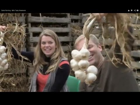 Garlic Farming - Bill's Tasty Weekends