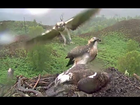 All is well: welcome reappearance of Vera the Loch Arkaig Osprey chick, and she's hungry 4 Aug 2020