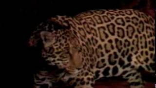 Motley Crue-Without You